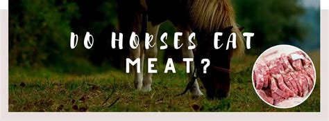 Why is horse meat toxic?
