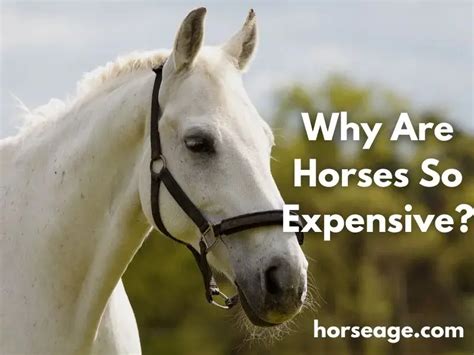 Why is horse so expensive?