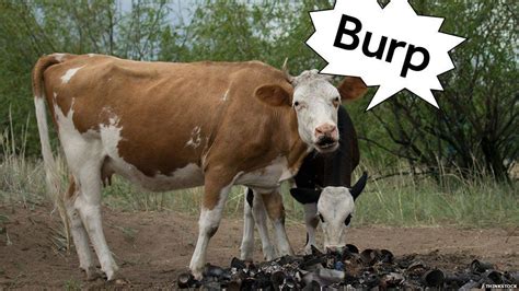 Why is it bad that cows burp?