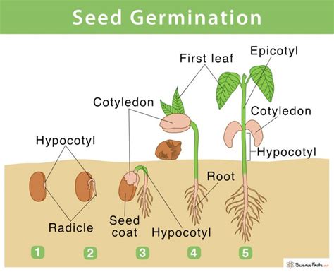 Why is it called 1 seed?