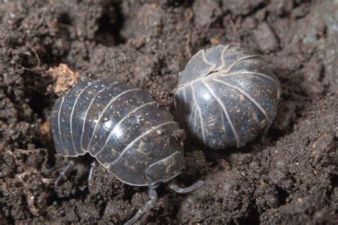 Why is it called a Rollie Pollie?