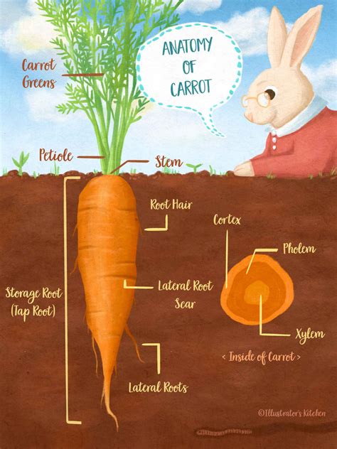 Why is it called a carrot?
