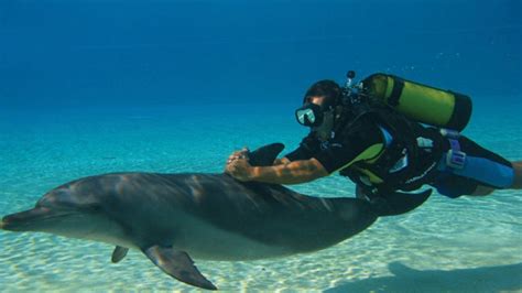 Why is it called a dolphin dive?
