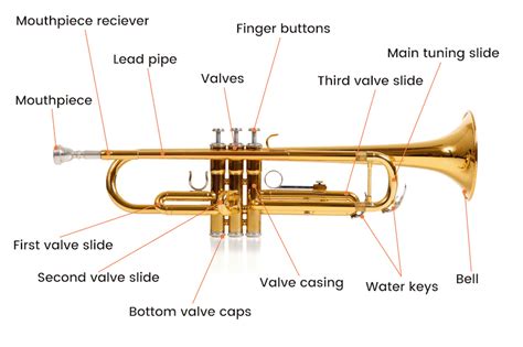 Why is it called a trumpet?