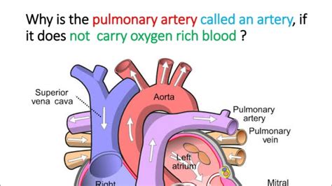 Why is it called an artery if it does not carry oxygen rich blood?