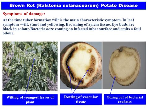 Why is it called brown rot?