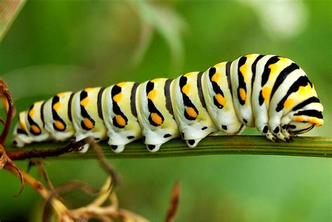 Why is it called caterpillar?