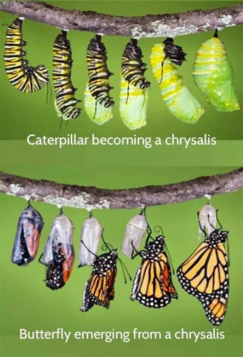 Why is it called chrysalis?