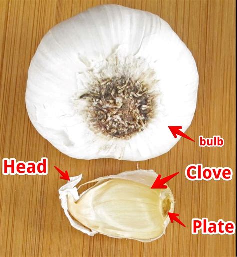 Why is it called garlic?
