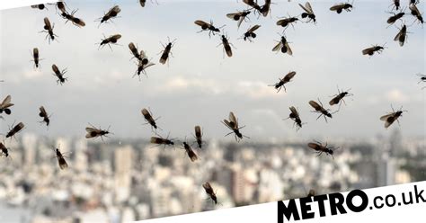 Why is it called swarm?