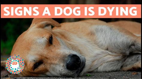 Why is it hard to sleep after my dog dies?