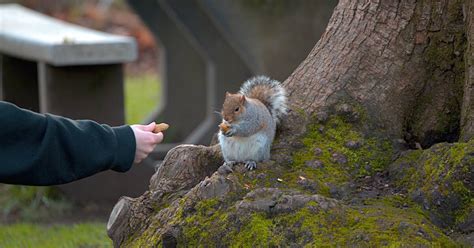 Why is it illegal to feed squirrels in Toronto?