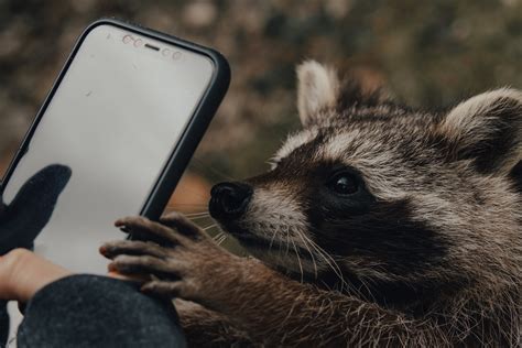 Why is it illegal to own a raccoon in Canada?