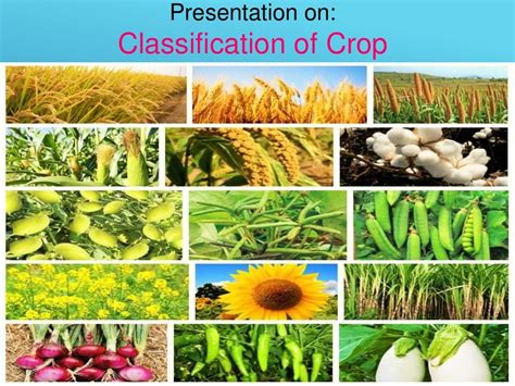 Why is it important to classify and identify crops?