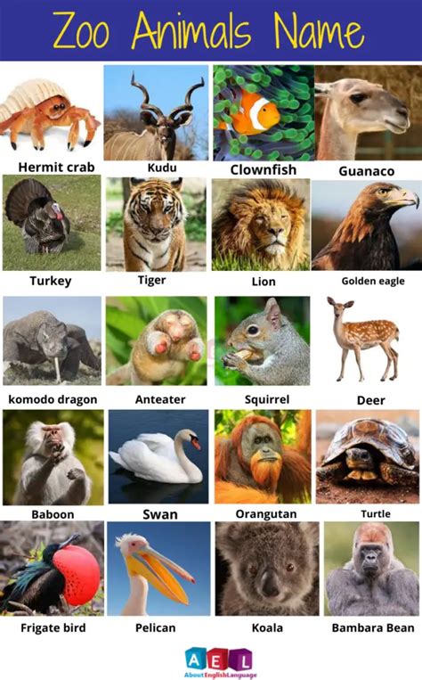 Why is it named zoo?