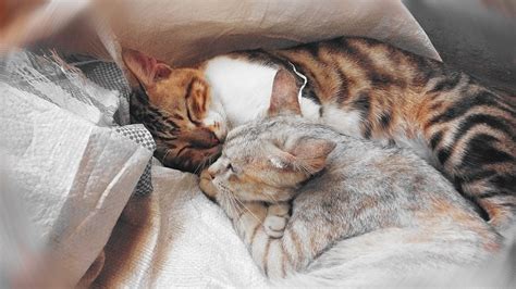 Why is it not good to cuddle with your cat?