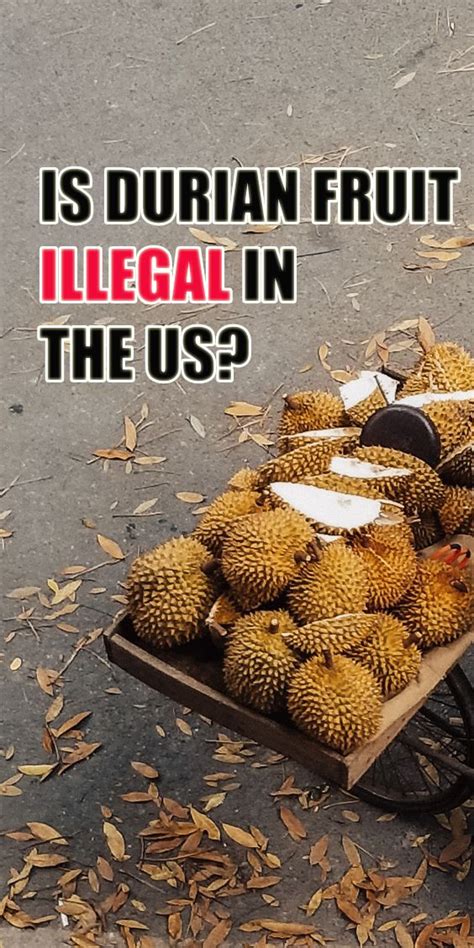 Why is jackfruit illegal in the US?