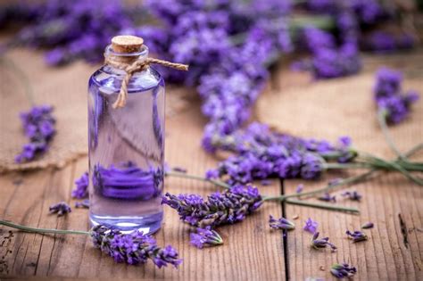 Why is lavender scent so popular?