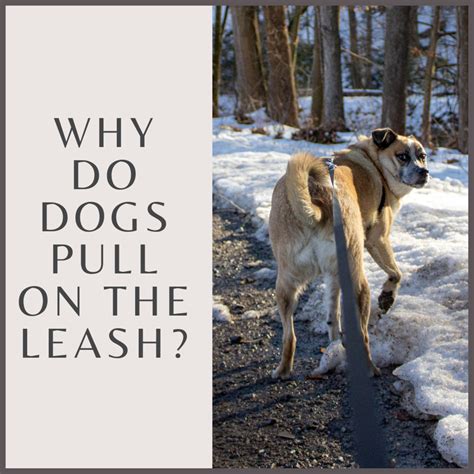 Why is leash pulling bad?