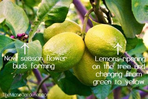 Why is lemon not called a yellow?