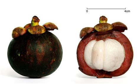 Why is mangosteen illegal?
