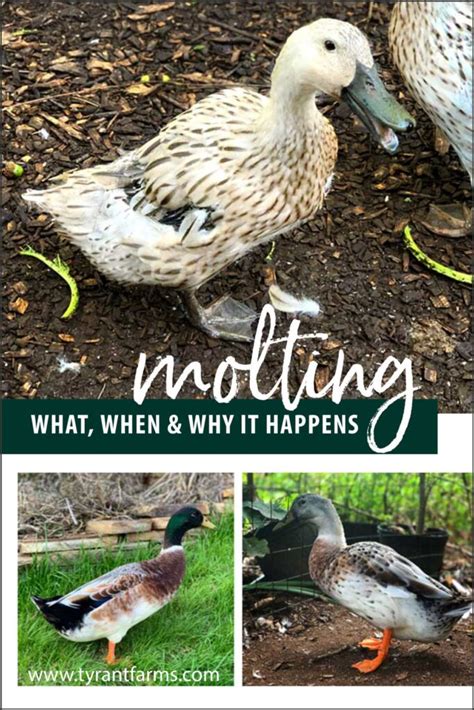 Why is molting risky?