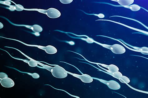 Why is morning sperm better?