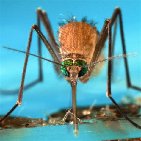 Why is mosquito not a parasite?