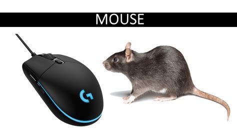 Why is mouse called mouse?