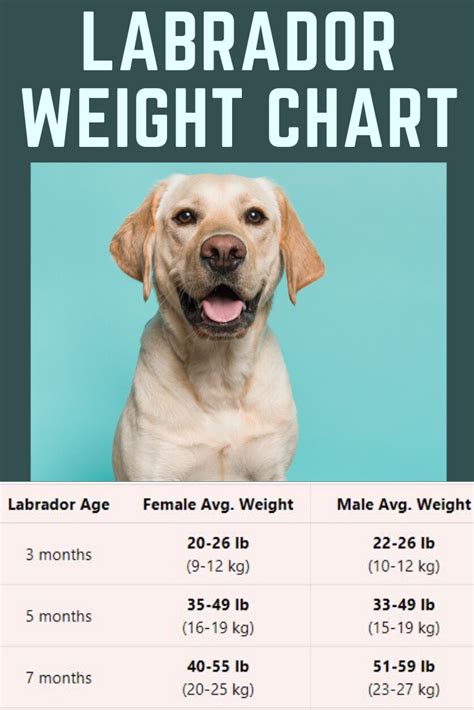Why is my 13 year old Labrador losing weight?