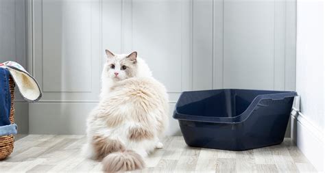 Why is my 13 year old cat not using the litter box?