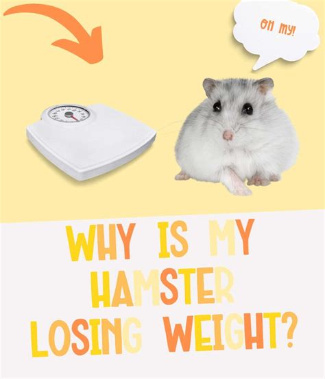 Why is my Syrian hamster losing weight?