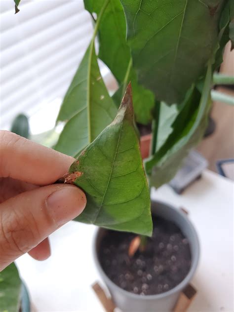 Why is my avocado plant drooping after repotting?