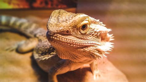 Why is my bearded dragon acting scared of me?