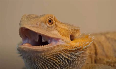 Why is my bearded dragon hissing at me?