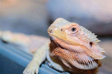 Why is my bearded dragon shaking when I walk?