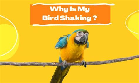 Why is my bird hyperactive?