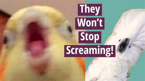 Why is my bird screaming at me?