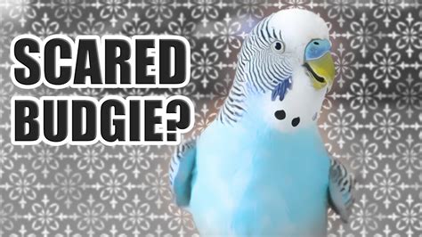 Why is my bird so fidgety?