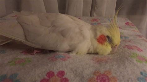 Why is my bird so sleepy?
