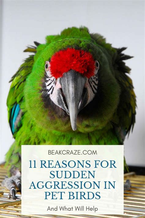 Why is my bird suddenly aggressive with me?