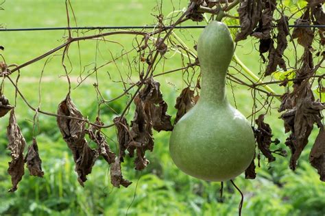 Why is my bottle gourd plant dying?