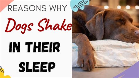 Why is my boyfriend shaking in his sleep?