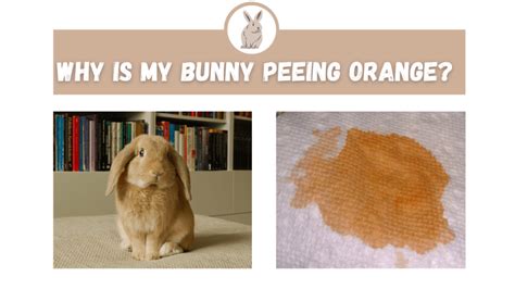 Why is my bunny gassy?