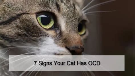 Why is my cat OCD?