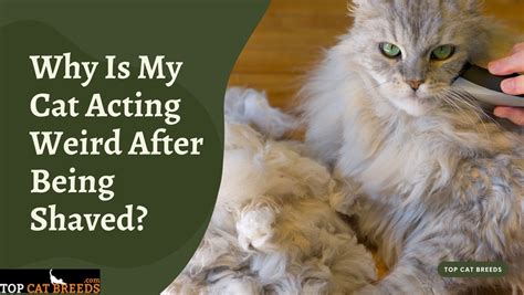 Why is my cat acting weird after being shaved?