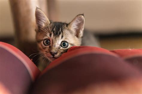 Why is my cat chasing her kittens?