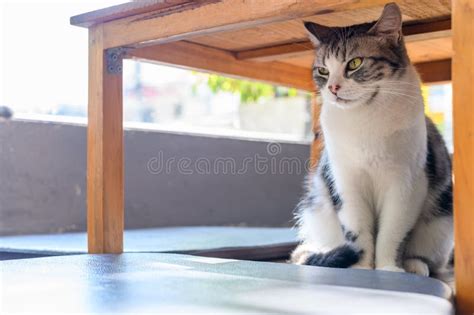 Why is my cat hiding under the coffee table?