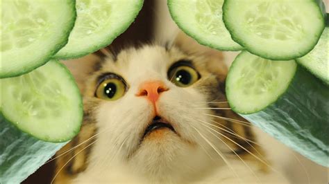 Why is my cat obsessed with cucumber?