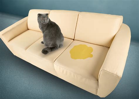 Why is my cat peeing on my sofa?